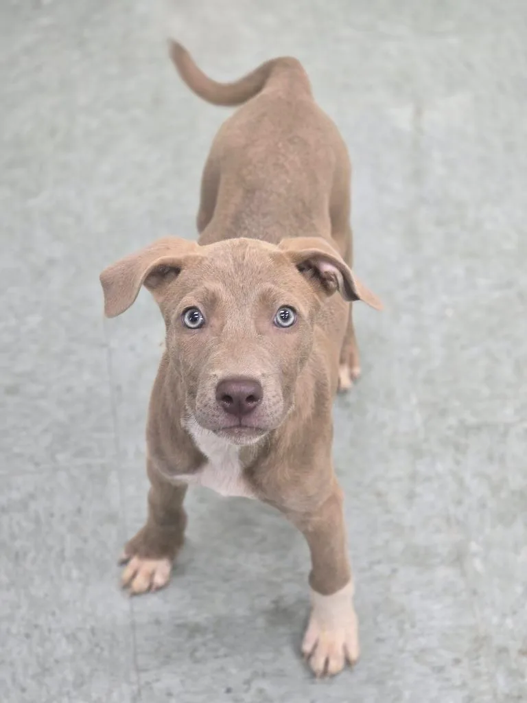 A baby medium-sized female Mixed Breed dog named Busy for adoption in Danielsville, GA