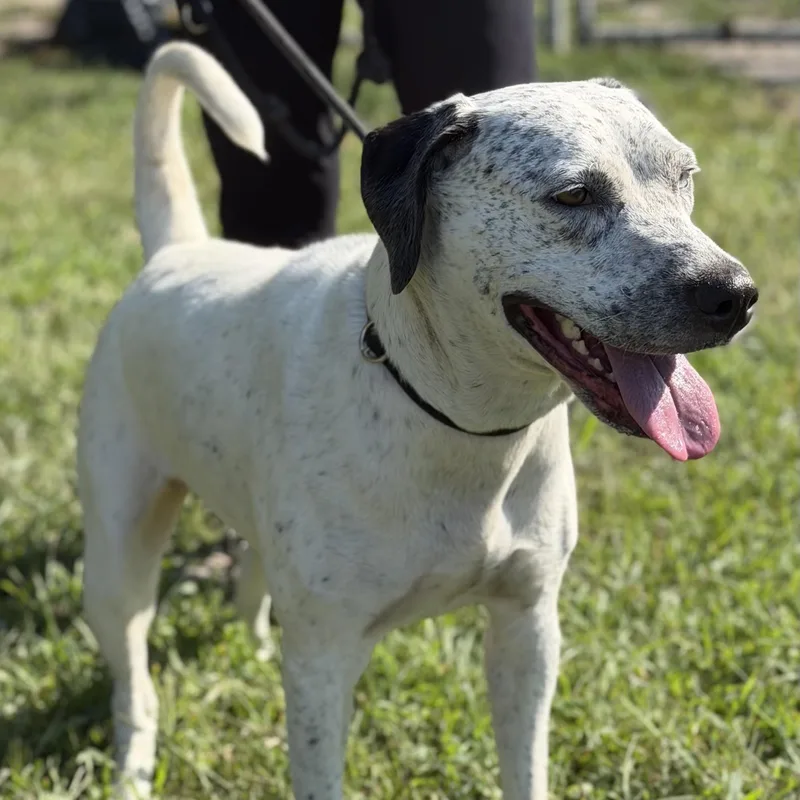 An adult medium-sized female Pit Bull Terrier dog named Hida for adoption in Gloucester, VA