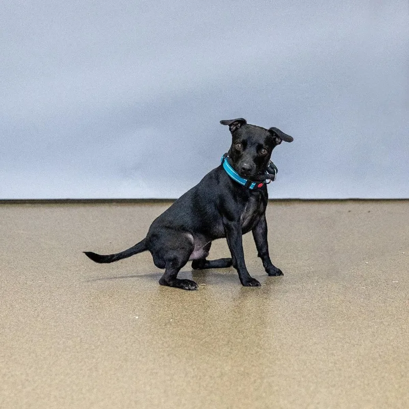 An adult small-sized male Black Mixed Breed dog named Ferb for adoption in Council Bluffs, IA