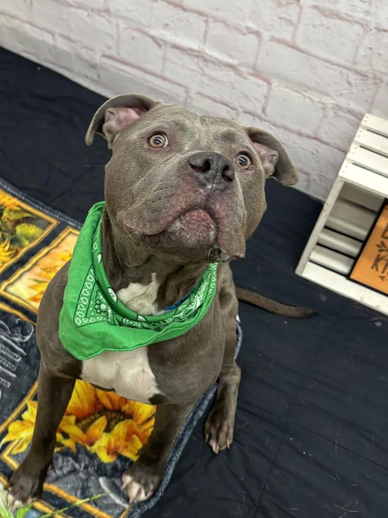A young large-sized male Mixed Breed dog named Mind Eraser for adoption in Detroit, MI