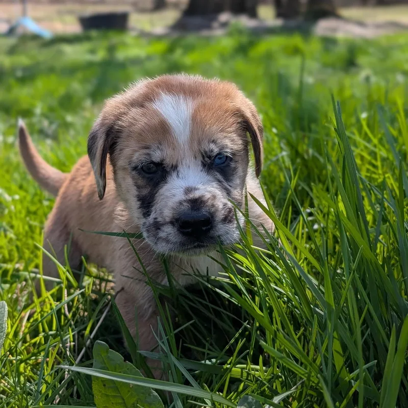 Brussels “sprout” thumbnail 2