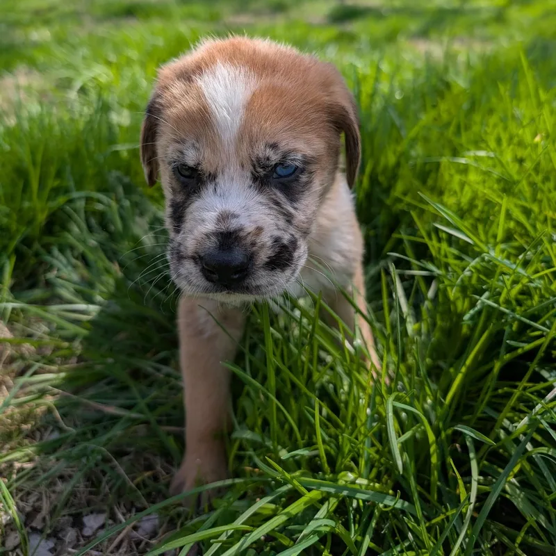 Brussels “sprout”