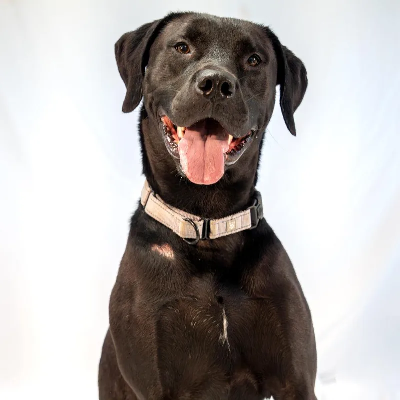An adult large-sized male Black Labrador Retriever dog named Aires for adoption in Harrisonburg, VA