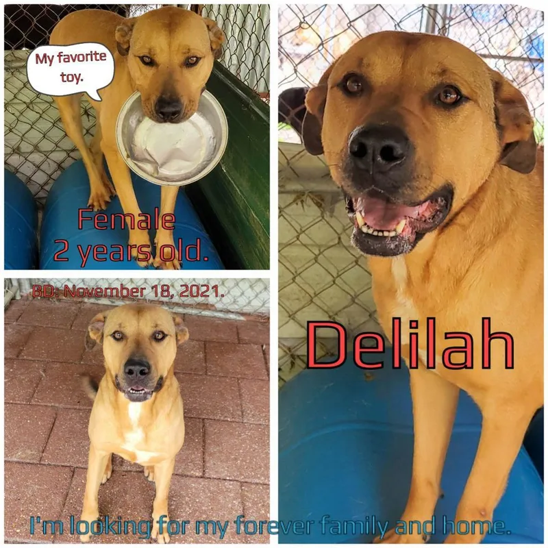 Delilah thumbnail 2