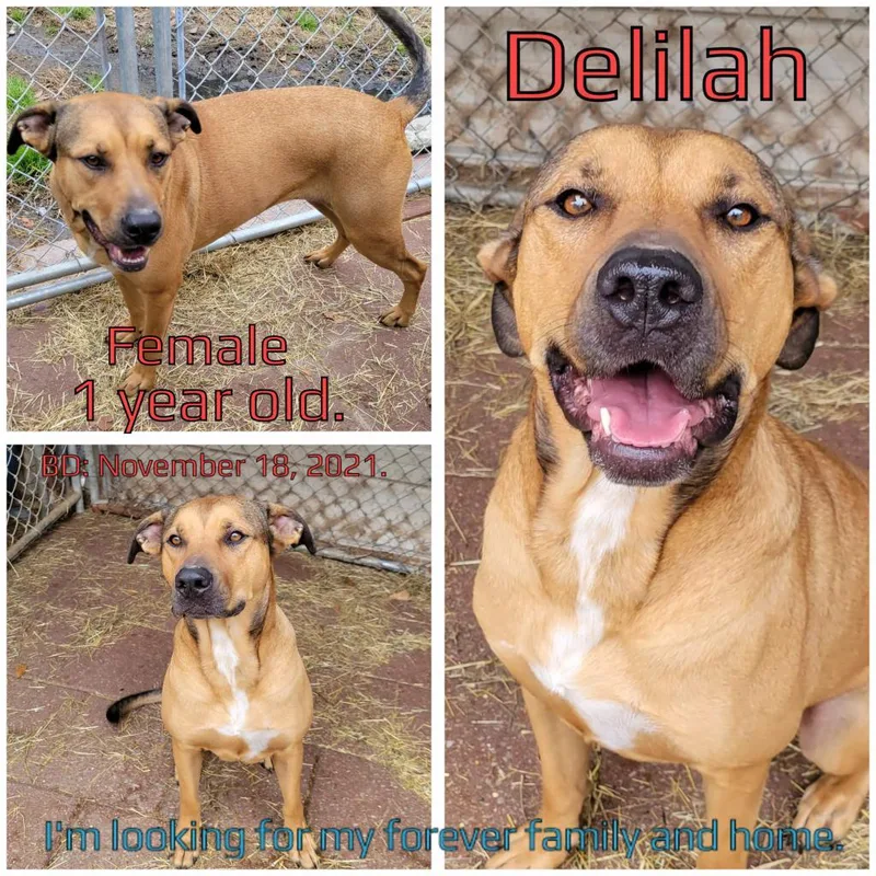 Delilah thumbnail 3