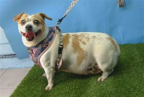 An adult medium-sized female Cardigan Welsh Corgi dog named Yassi for adoption in Gardena, CA
