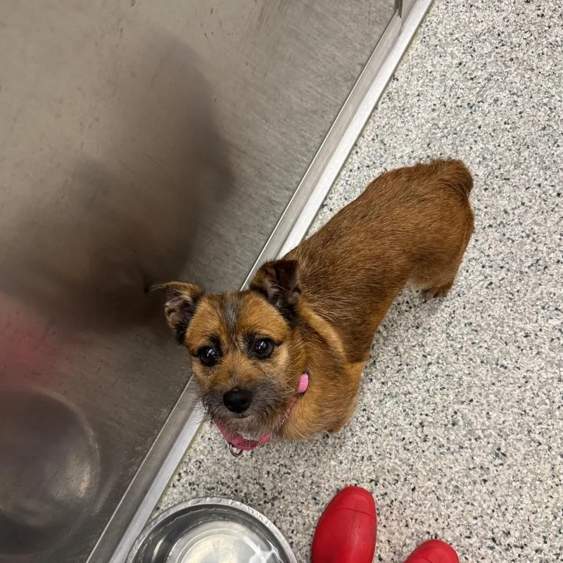 An adult small-sized female Brown / Chocolate Terrier dog named Betsy for adoption in Newark, DE