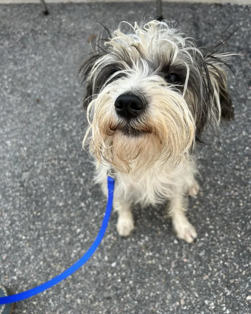 A baby small-sized male White / Cream Schnauzer dog named Cannoli for adoption in Winsted, CT
