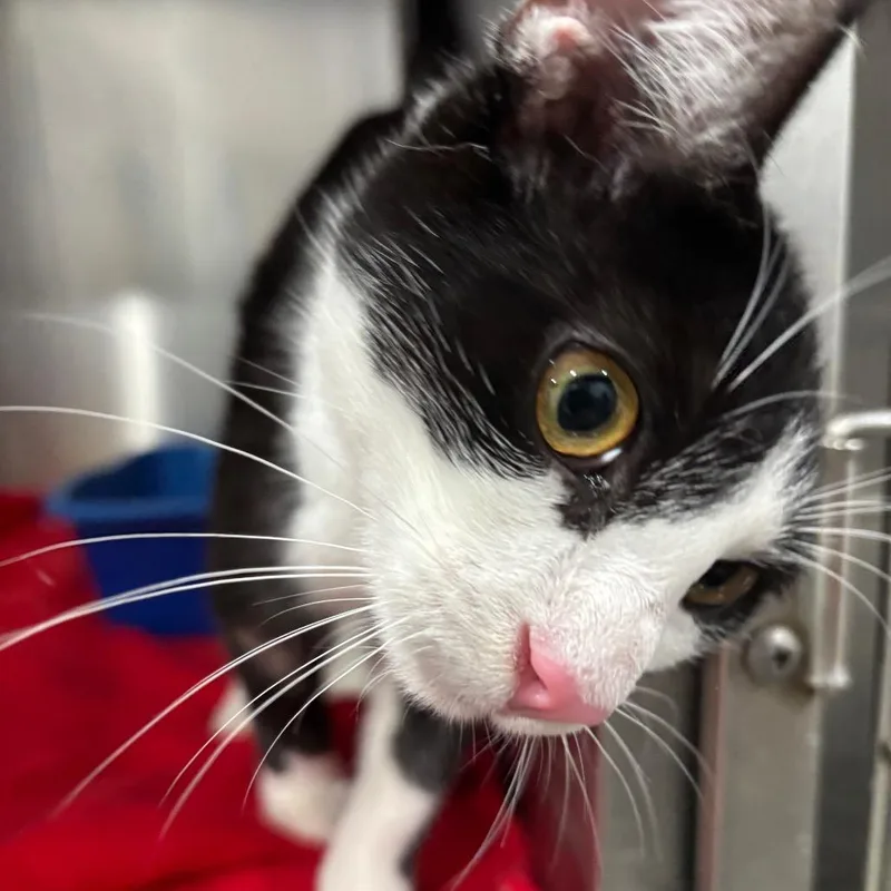 Falstaff thumbnail 2