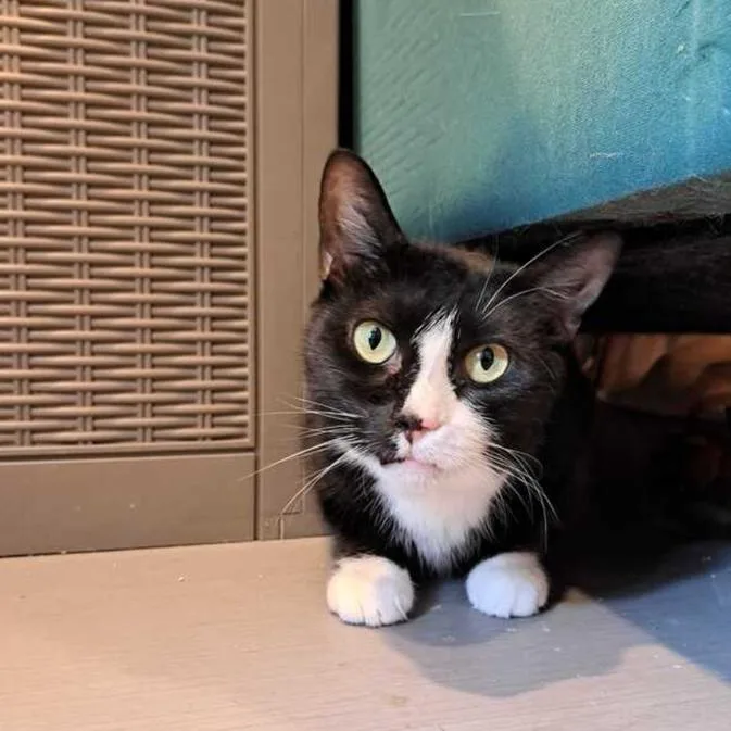 A senior small-sized female Black Domestic Medium Hair cat named April for adoption in Chantilly, VA