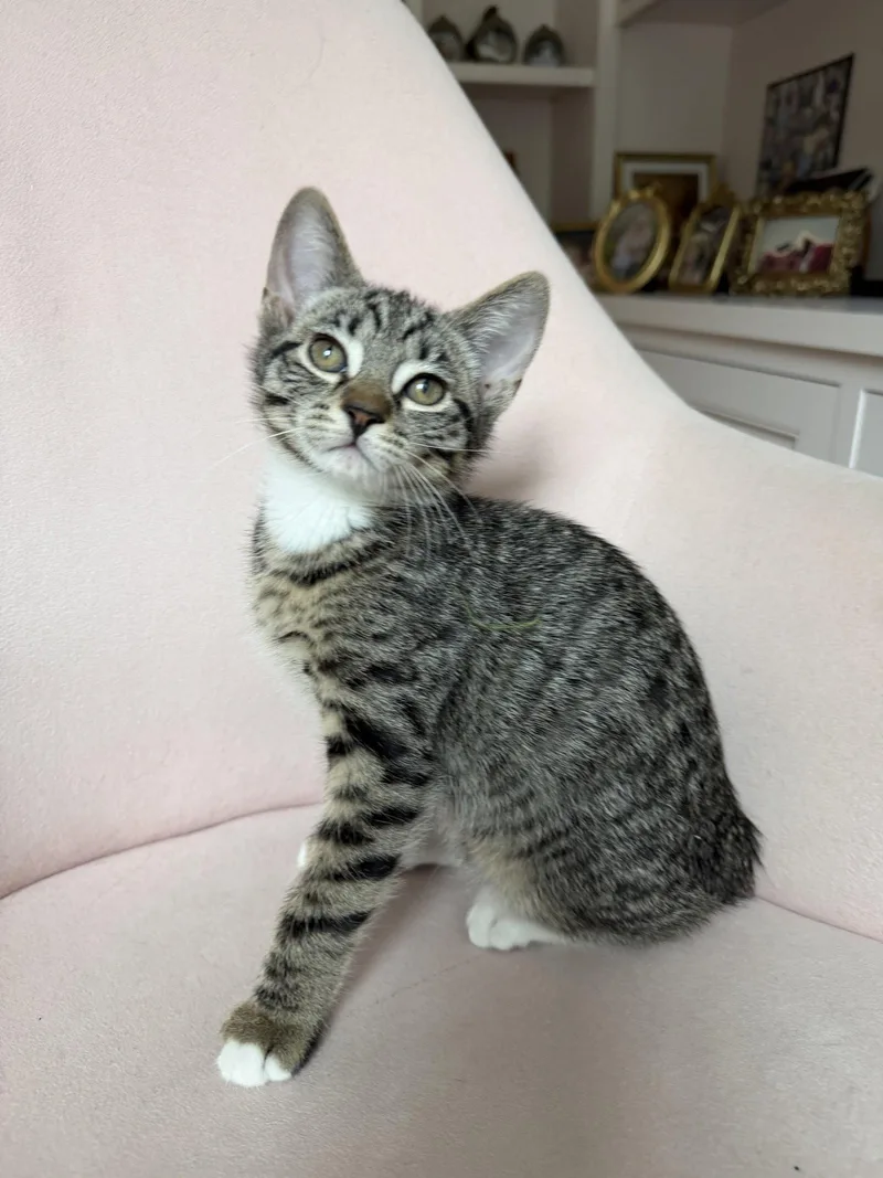 A baby small-sized male Tabby cat named Dolce for adoption in Walnut Creek, CA