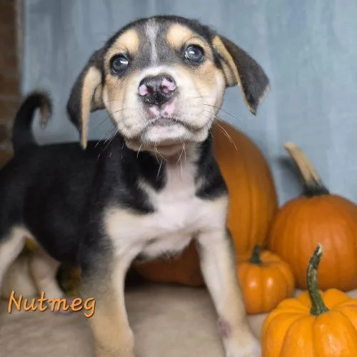 A baby medium-sized male Black Feist dog named Nutmeg for adoption in Sanford, NC