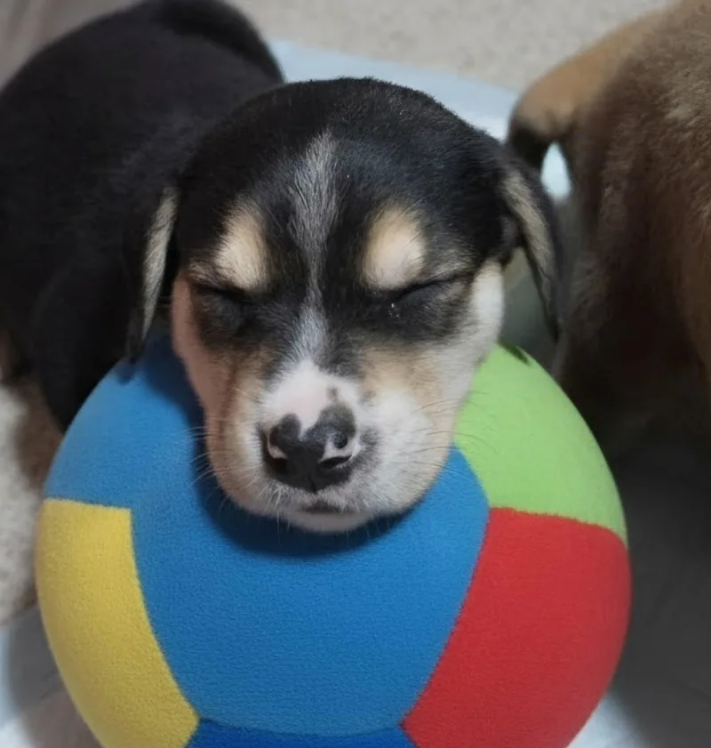 Nutmeg thumbnail 2