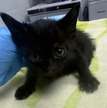 A young small-sized female Domestic Short Hair cat named B Sebastian  Petsmart for adoption in North Charleston, SC