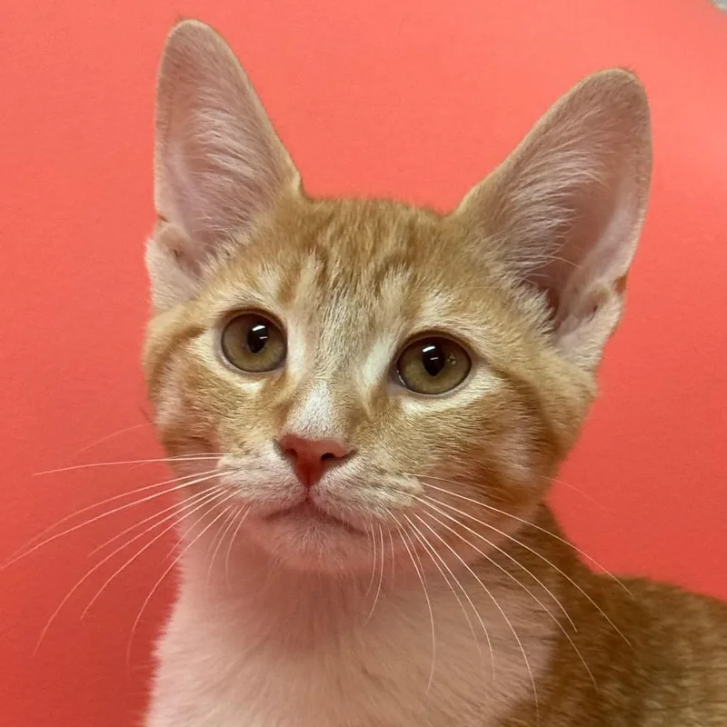 A baby medium-sized male Orange / Red Domestic Short Hair cat named Lord Peter Wimsey for adoption in Decatur, GA