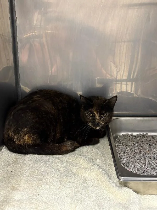 An adult medium-sized female Tortoiseshell Domestic Short Hair cat named Marge for adoption in Providence Forge, VA