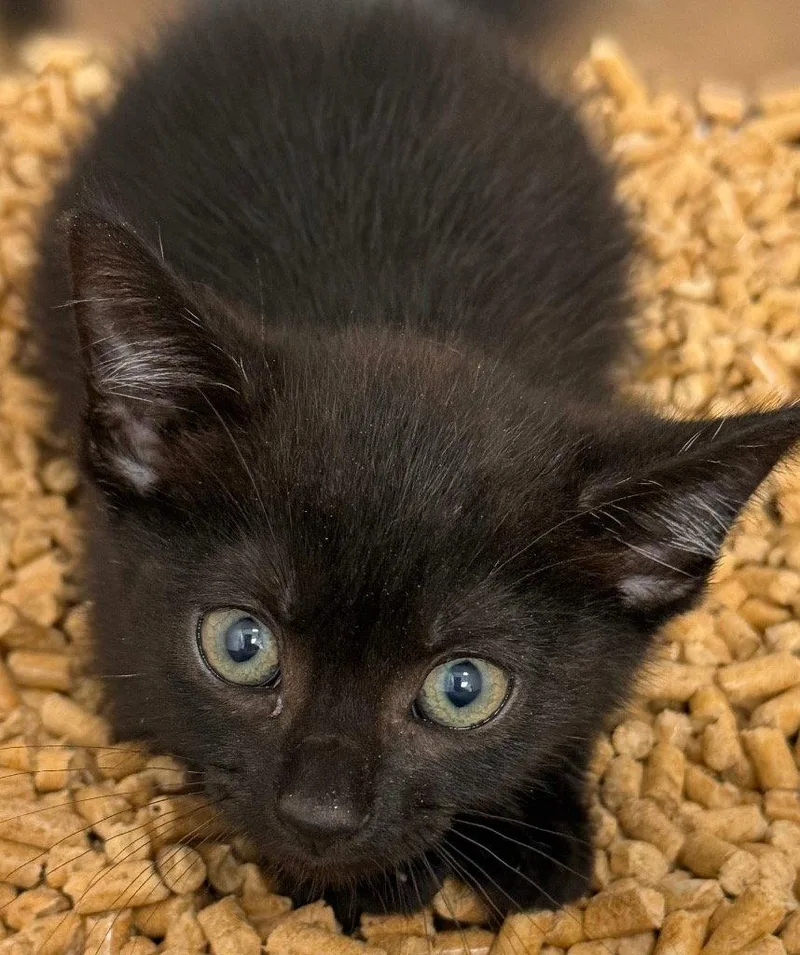 A baby small-sized male Black Domestic Short Hair cat named Steve for adoption in Tarboro, NC
