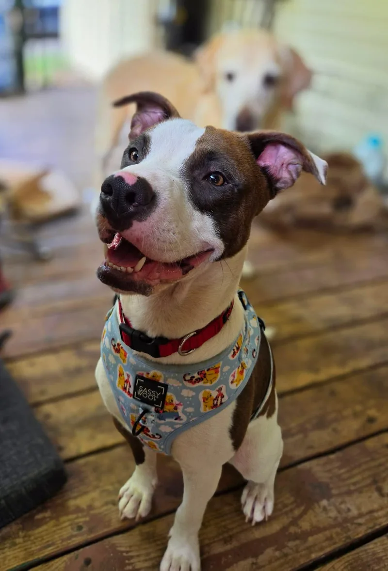 Roscoe thumbnail 2