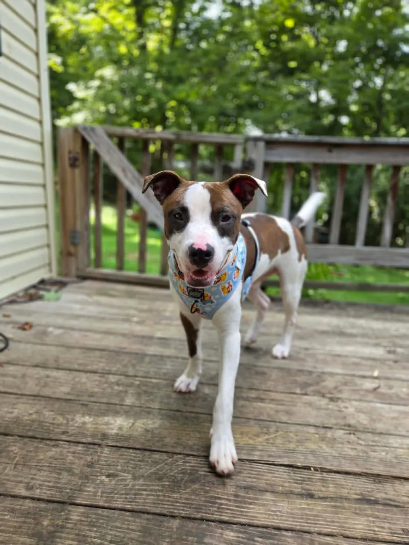 Roscoe thumbnail 4