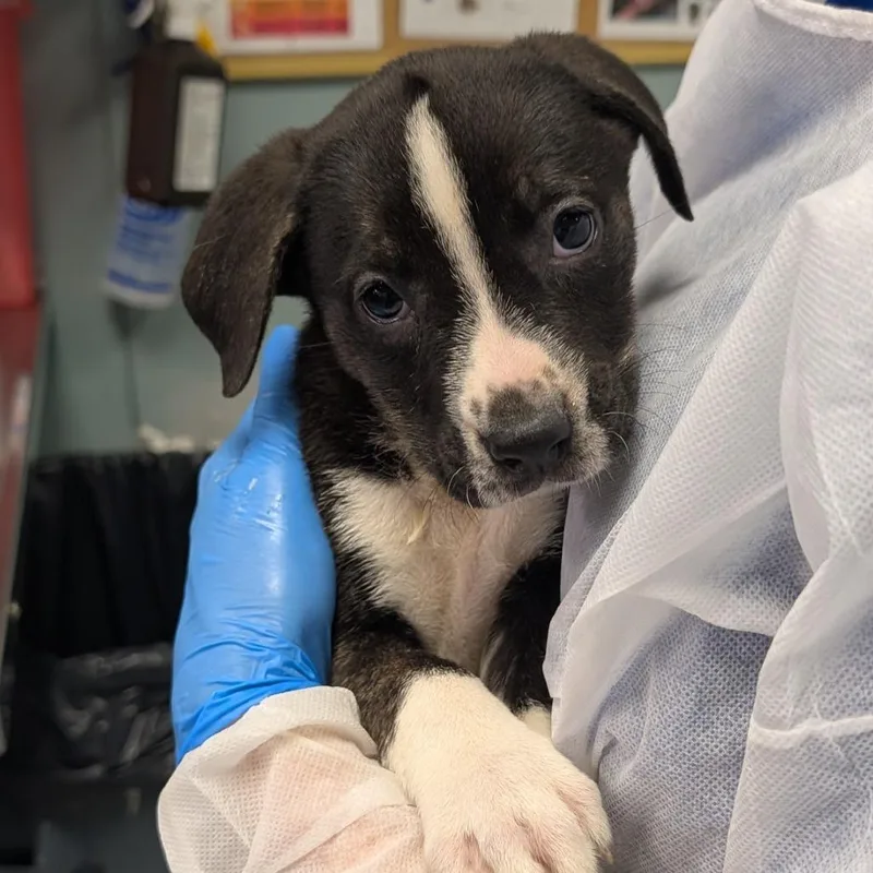 A baby small-sized female Black Retriever dog named Chimera for adoption in Greenville, SC