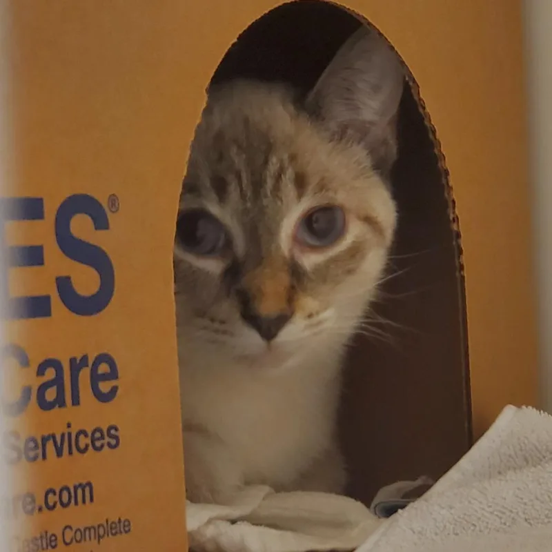 A young medium-sized female White Domestic Short Hair cat named Sierra Mist for adoption in Novelty, OH