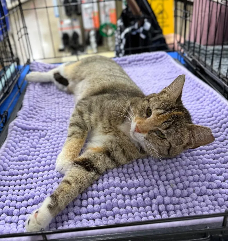 A young medium-sized female Domestic Short Hair cat named Princess Formidable for adoption in Augusta, GA
