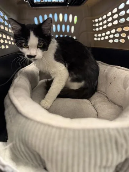 An adult small-sized female Domestic Short Hair cat named Meechee for adoption in West Chester, PA