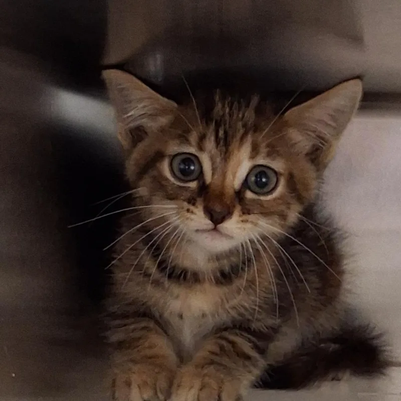 A baby small-sized female Brown / Chocolate Domestic Short Hair cat named Sophie for adoption in Auburn, AL