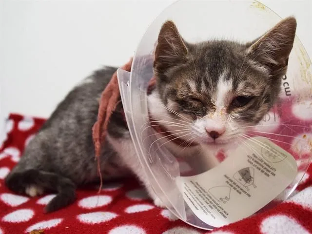 A baby small-sized female Domestic Short Hair cat named Dot for adoption in Sacramento, CA