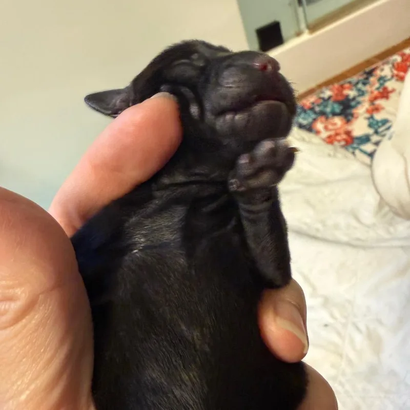 A baby small-sized male Black Chihuahua dog named Emerald for adoption in Cedar Park, TX