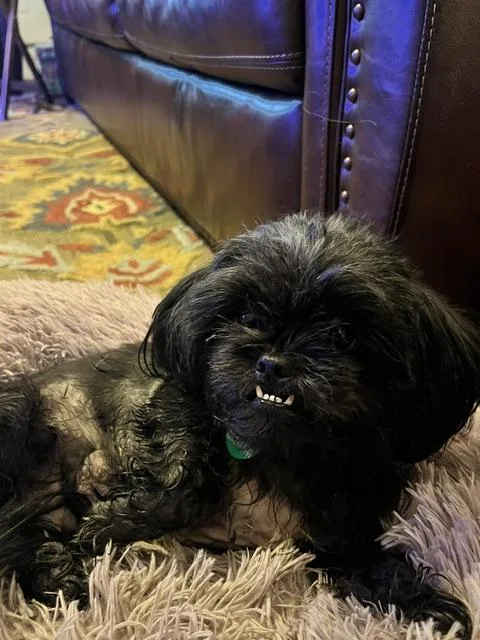 An adult small-sized female Black Pekingese dog named Chloe for adoption in Memphis, TN
