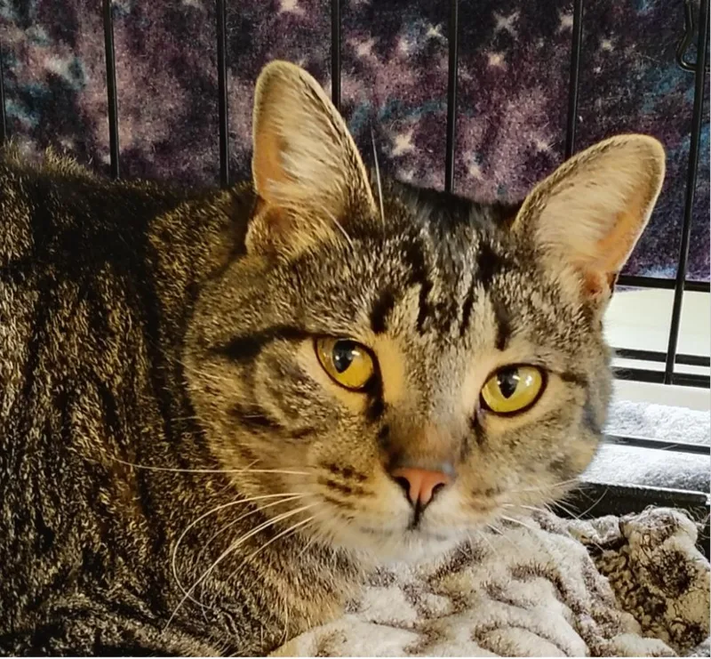 An adult medium-sized female Domestic Short Hair cat named Garnet for adoption in Indiana, PA