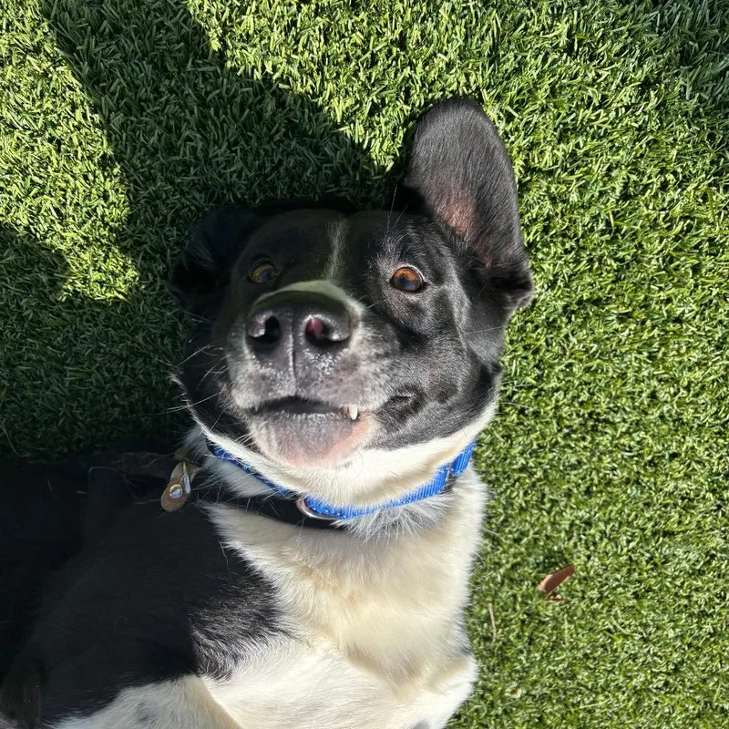 An adult medium-sized male Black Mixed Breed dog named Topher for adoption in Washington Township, OH