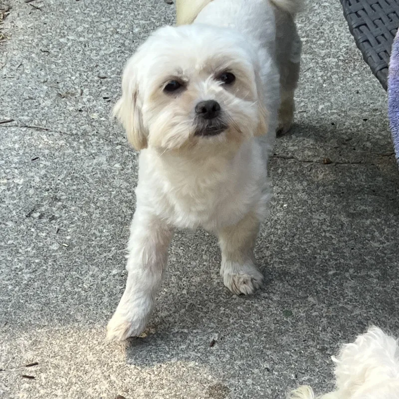 An adult small-sized female White / Cream Maltese dog named Gladys for adoption in Mt Pleasant, SC
