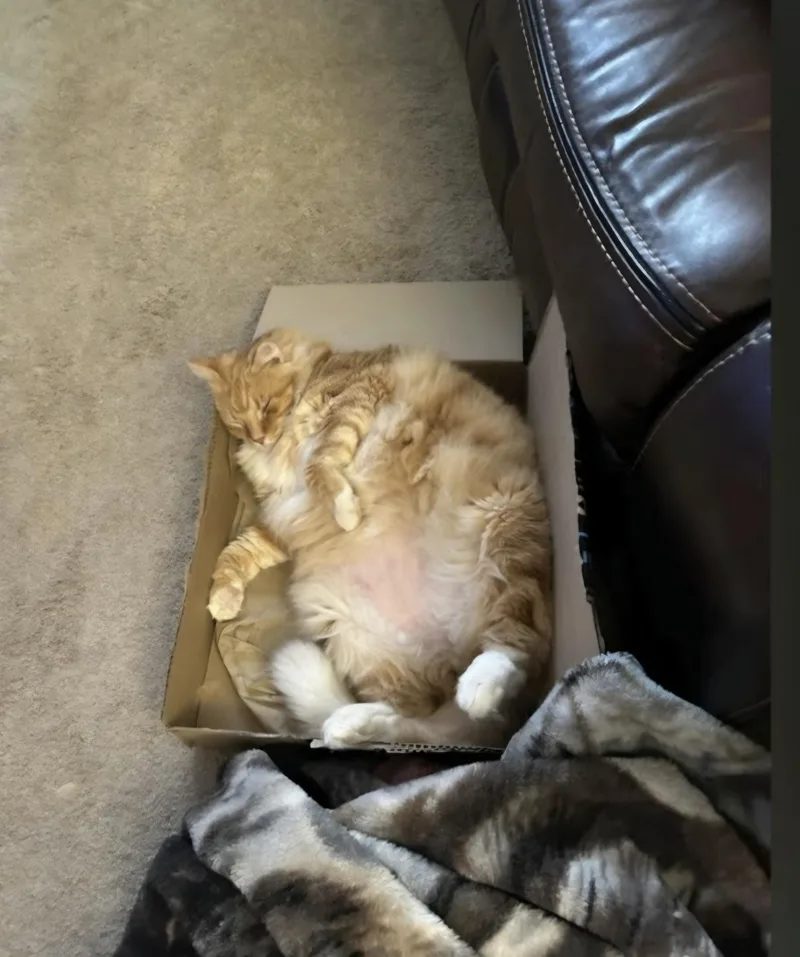 An adult extra large-sized male Domestic Long Hair cat named Momo for adoption in Knoxville, TN