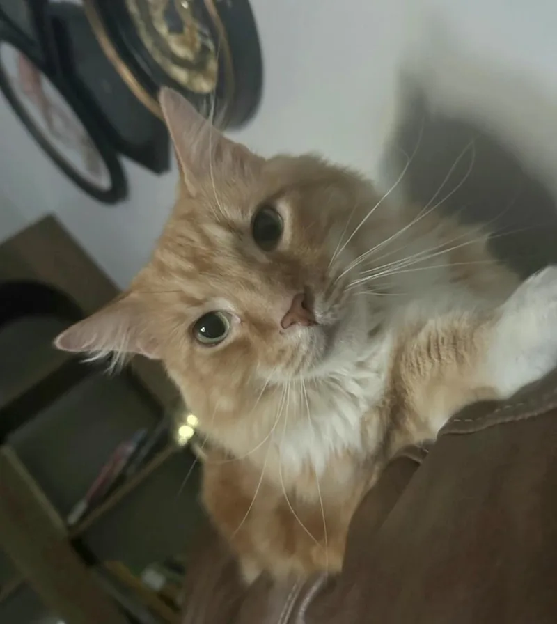 Momo thumbnail 3