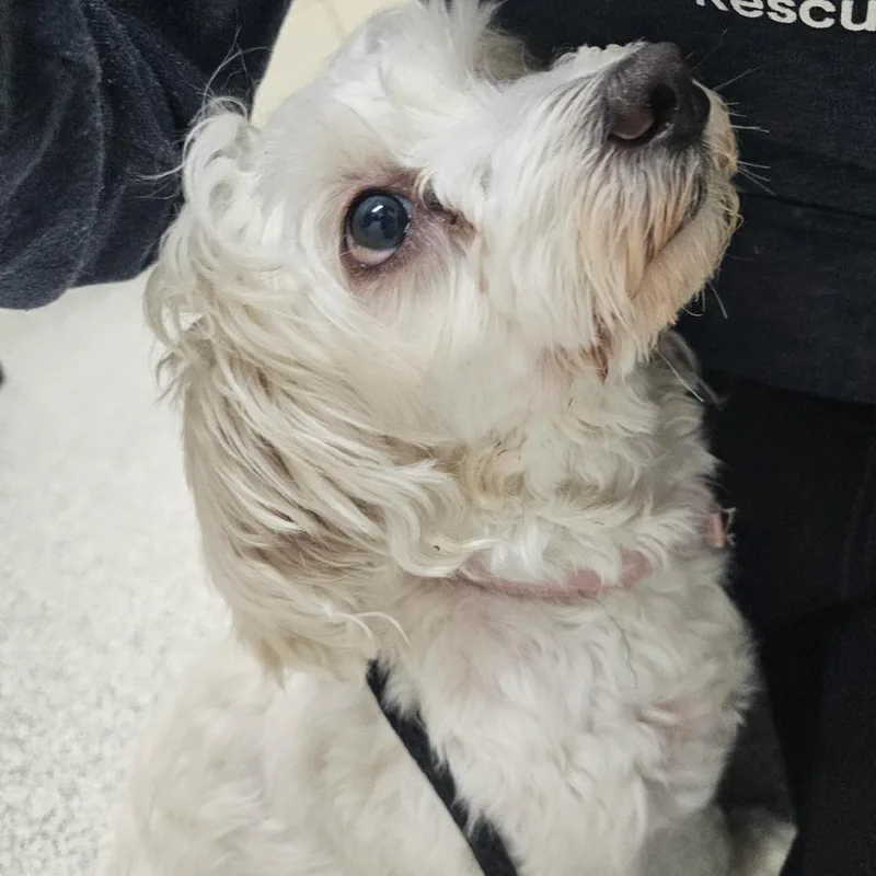 An adult small-sized female White / Cream Mixed Breed dog named Pinky for adoption in Rockville, MD