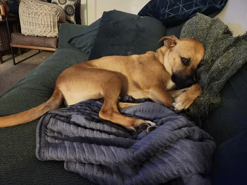 An adult large-sized male Brown / Chocolate Mixed Breed dog named Boudreaux for adoption in Colorado Springs, CO