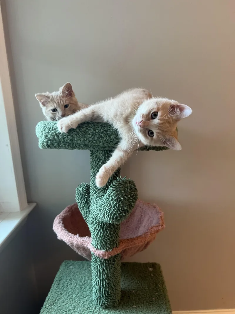 A baby medium-sized male Domestic Short Hair cat named Chalupa Supreme for adoption in Chesapeake Beach, MD