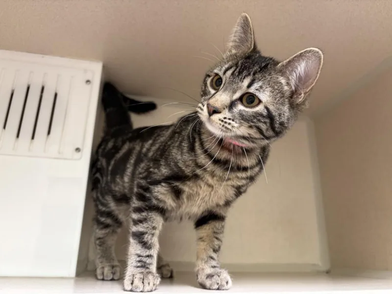 A baby small-sized female Domestic Short Hair cat named Kit for adoption in Loveland, CO