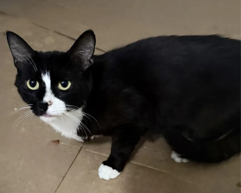 An adult large-sized female Domestic Short Hair cat named Penny SC for adoption in Greenville, SC