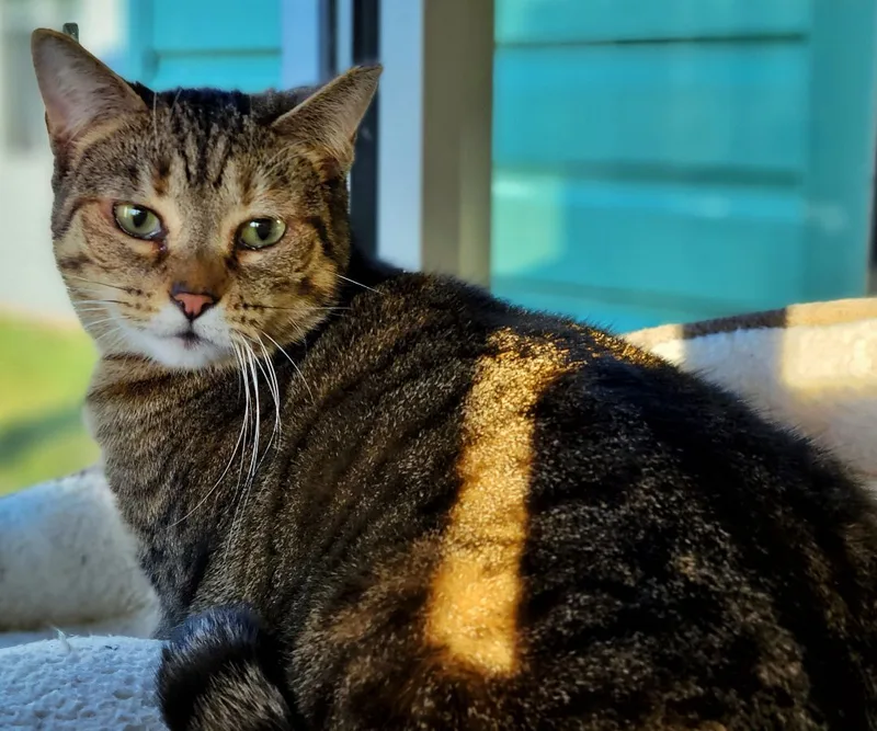 An adult large-sized female Tabby (Tiger Striped) Domestic Short Hair cat named Ann for adoption in Amityville, NY