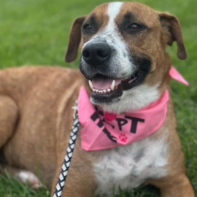 An adult medium-sized female Yellow / Tan / Blond / Fawn Mixed Breed dog named Odessa for adoption in Buffalo, MN