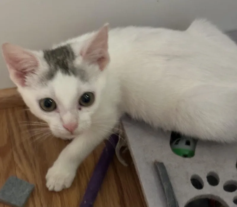 A baby medium-sized female Domestic Short Hair cat named Sugar for adoption in GREENVILLE, NC