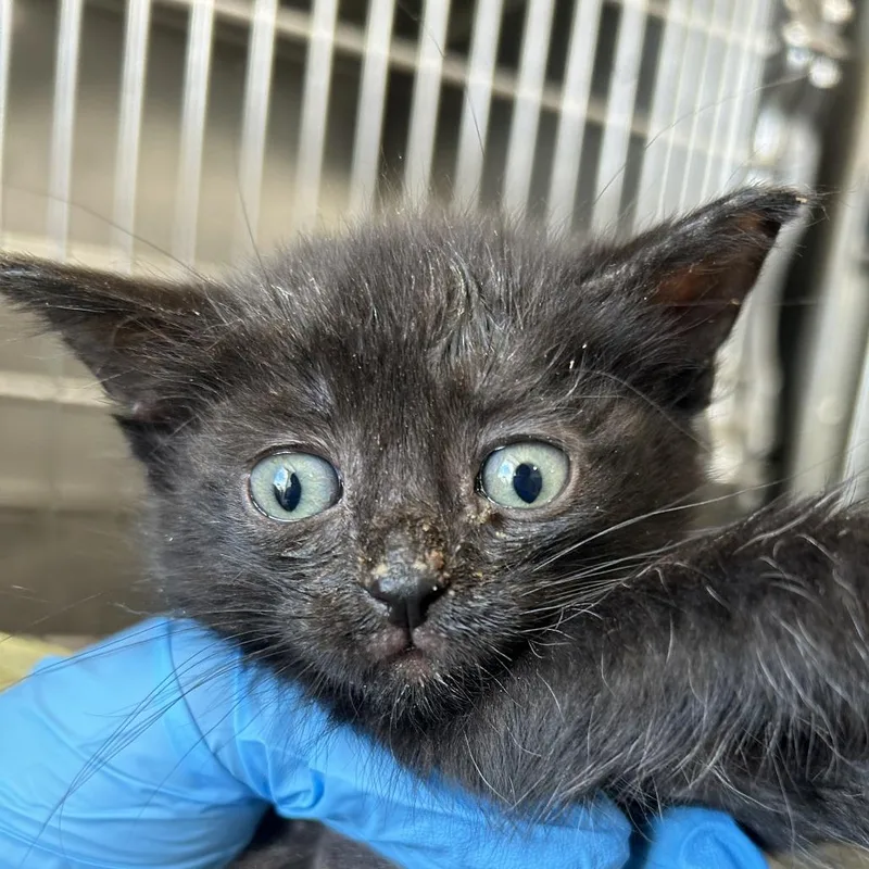 A baby small-sized male Black Domestic Short Hair cat named Jupiter for adoption in Newark, NJ