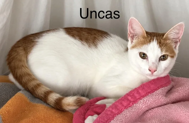 Uncas thumbnail 6
