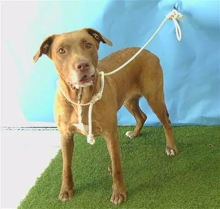 An adult large-sized female Pit Bull Terrier dog named Silver for adoption in Gardena, CA