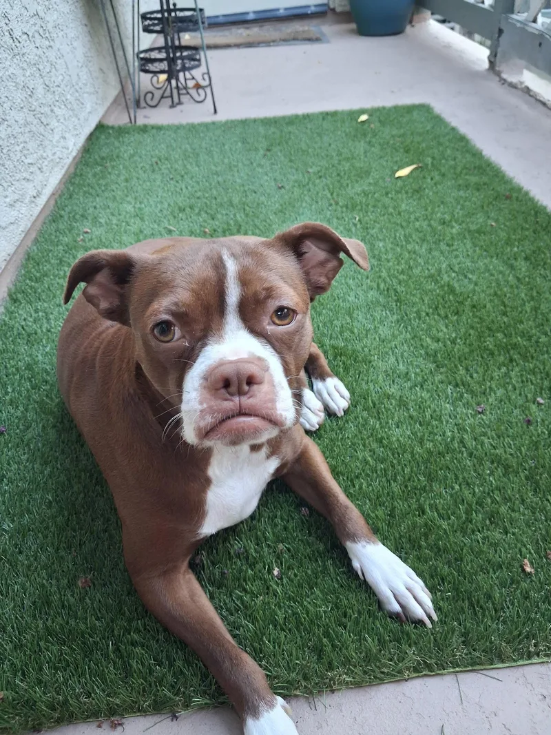 Bella