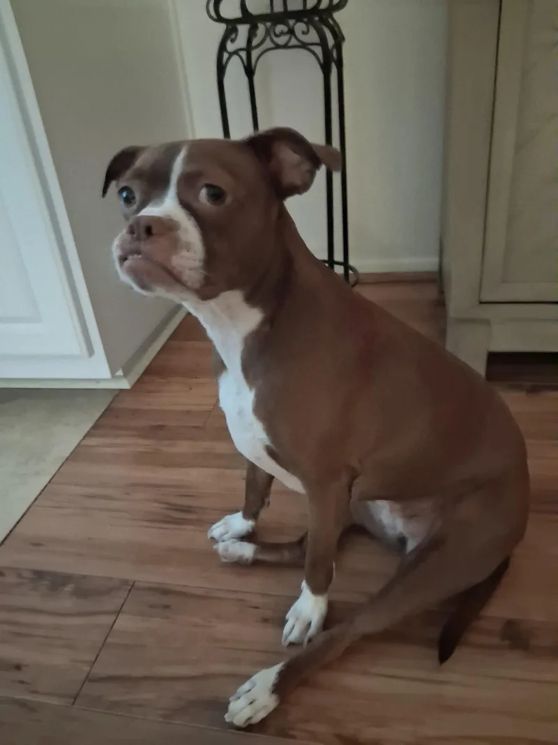 Bella thumbnail 2