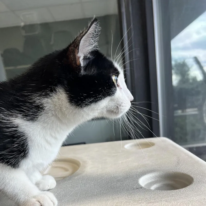 An adult small-sized male Black Domestic Short Hair cat named Nolan for adoption in Monticello, IA